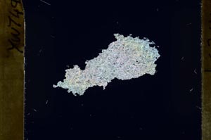 Cross Polarized, S55133