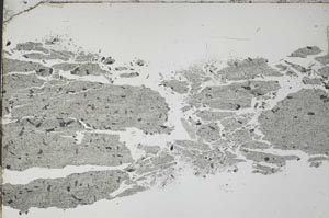 Plane Polarized, S55135/A