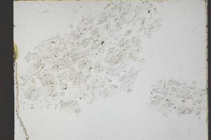 Plane Polarized, S55143/A