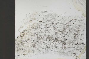 Plane Polarized, S55146