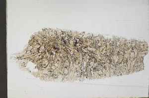 Plane Polarized, S55155