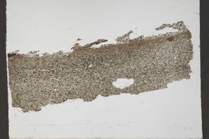 Plane Polarized, S55185