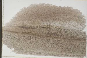 Plane Polarized, S55187/B