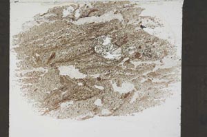 Plane Polarized, S55188