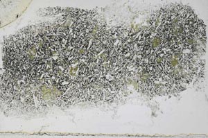 Plane Polarized, S55206