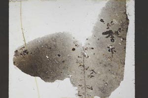 Plane Polarized, S55208