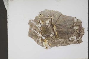 Plane Polarized, S55209