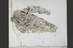 Plane Polarized, S55223