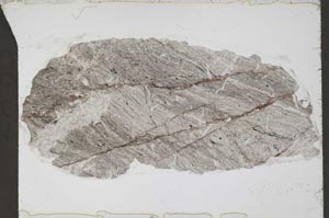 Plane Polarized, S55224