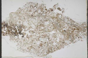 Plane Polarized, S55226