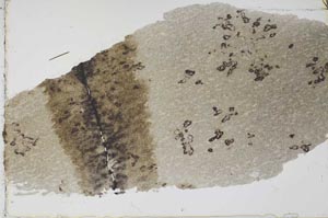 Plane Polarized, S55239