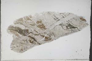 Plane Polarized, S55293