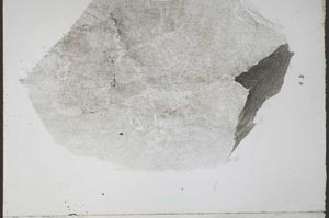 Plane Polarized, S55316