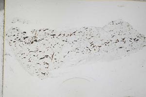Plane Polarized, S55329