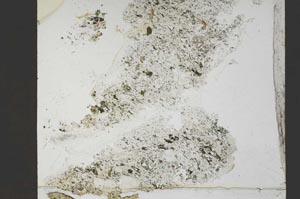 Plane Polarized, S55332