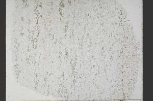 Plane Polarized, S55334