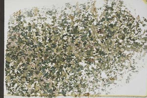 Plane Polarized, S55336