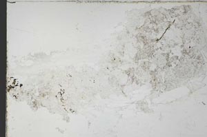Plane Polarized, S55337