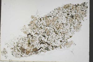 Plane Polarized, S55338