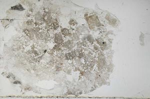 Plane Polarized, S55341
