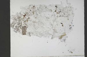 Plane Polarized, S55343/A