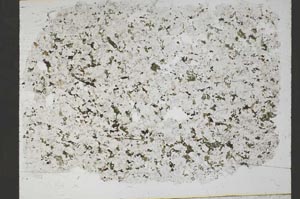 Plane Polarized, S55351