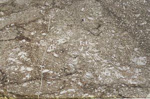 Plane Polarized, S55358/A