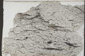 Plane Polarized, S55359