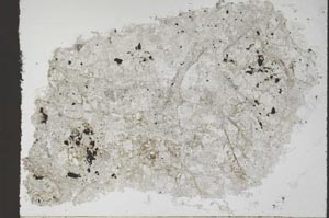 Plane Polarized, S55361