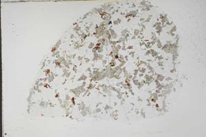 Plane Polarized, S55417