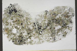 Plane Polarized, S55443