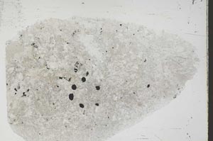 Plane Polarized, S55463