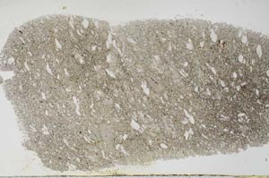 Plane Polarized, S55466