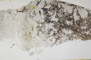 Plane Polarized, S55468