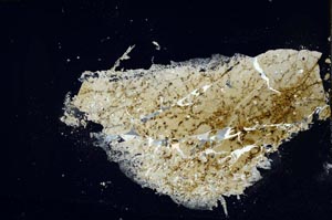 Cross Polarized, S55469