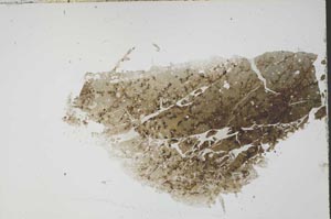 Plane Polarized, S55469