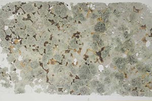 Plane Polarized, S55481