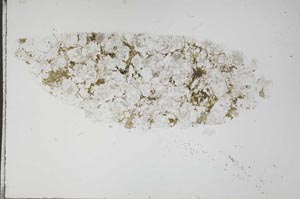 Plane Polarized, S55496