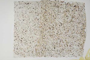Plane Polarized, S55568