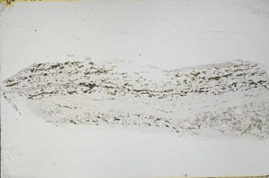 Plane Polarized, S55510