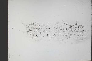 Plane Polarized, S55513