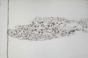 Plane Polarized, S55514