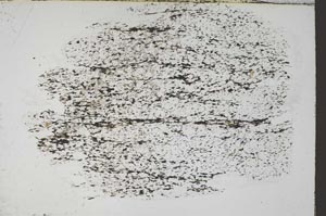 Plane Polarized, S55520