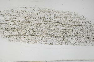 Plane Polarized, S55522