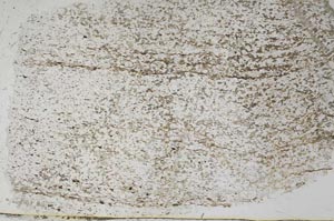 Plane Polarized, S55523