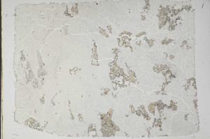 Plane Polarized, S55536