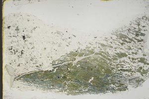 Plane Polarized, S55559