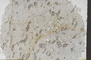 Plane Polarized, S55711