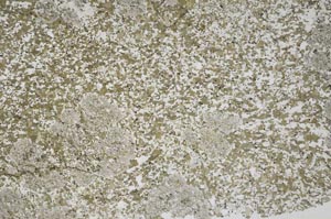 Plane Polarized, S55757