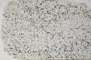 Plane Polarized, S55769